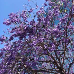 Red Eyes (feat. Saintdman)