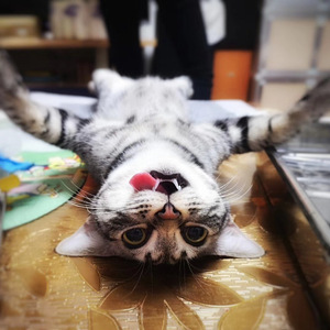 再见吧，喵小姐（翻自 Elva Rooney）