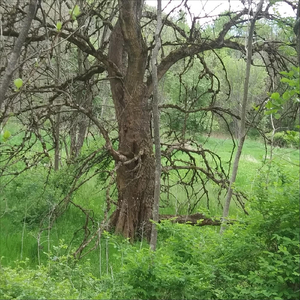 Chicken Alfredo with Noodles