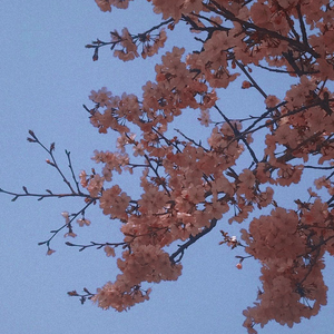 (免费非商用) Illusion - Wavy Jazzy Sampled Type Beat