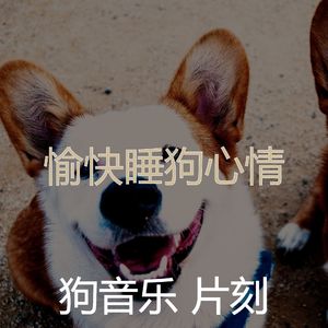 精彩训练犬环境