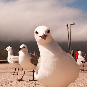 这哈 DEMO（Prod.Arcane）