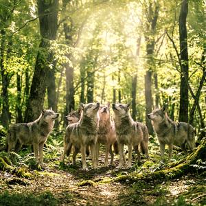 オオカミたちの日の光 (Wolves Golden Light 日本語版)