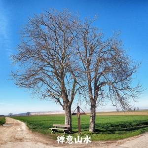 心灵舒缓 (采耳)