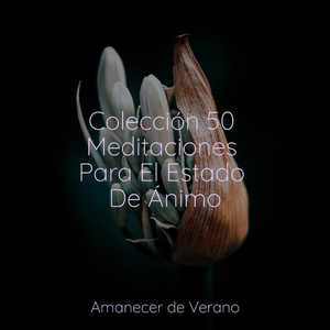 Sueños de madera flotante etérea