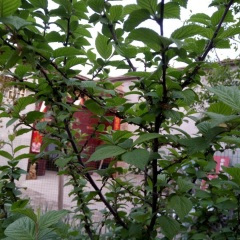 你是我的妞