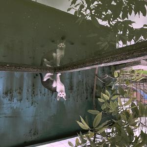 五石散-秘密基地（Melatonin / 五石散 / JunHo何沙展 / 蜜桃村长 / 月半卷 remix）