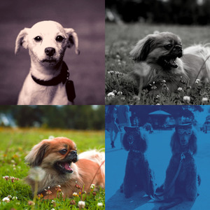 诗意的孤独的狗节奏