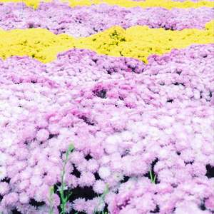 做自己的阳光 (钢琴曲)