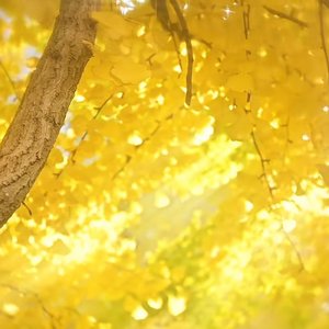 银杏树下的黄金路