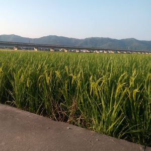 蝴蝶泉边（钢琴）