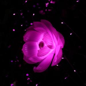 皇家婚事