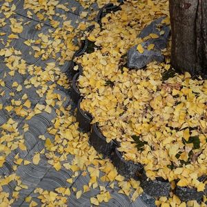 有一种爱叫做放手