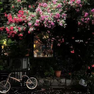 青春的樱花小道