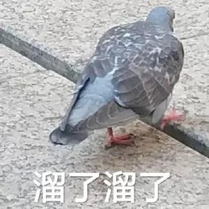 回铃音回荡着雨