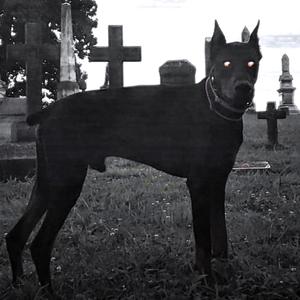 Leash