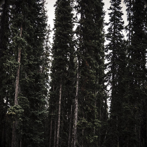 Seppuku (feat. Hellxn)