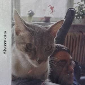 Sixteen cats