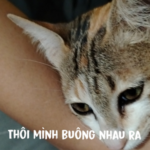 Thôi Mình Buông Nhau Ra