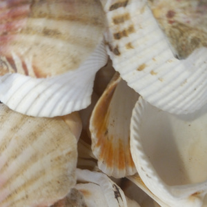 Pixal shells