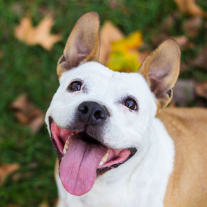 Zenful Retreat for Paws
