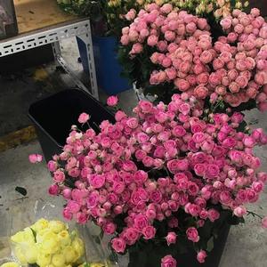 一笑倾城(Cover 汪苏泷)