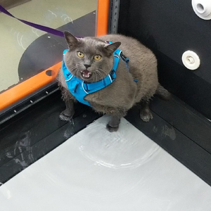 The Curse of Walking