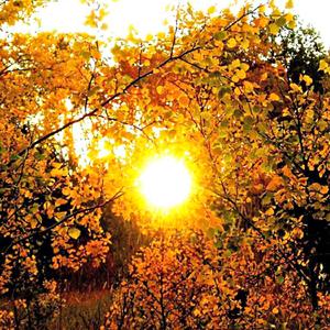 Autumn Sun