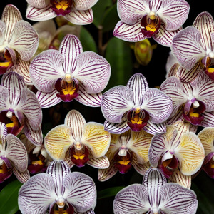 Orchids