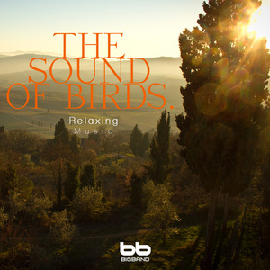 도심의 새소리 Birds in the city