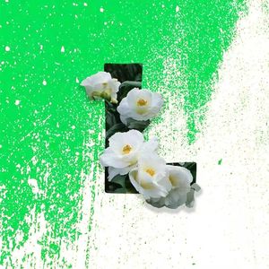 污秽白茶Dirty white camellia(ProdEVOMUSIC Jackwavy)