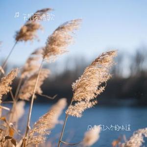 风里有了入冬的味道(Cover 万能和弦)