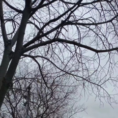 心痛的感觉 (Live)