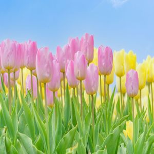 ジムノペディ (Techno ver.)