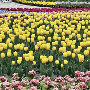 多情种(翻唱）.wav