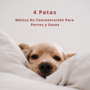 Música Para Gatitos