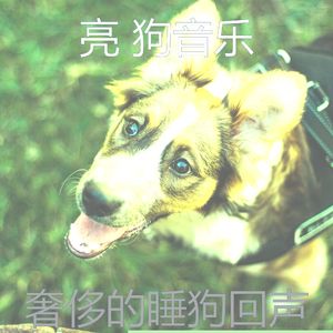 抚慰的训练你的狗回忆