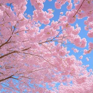 樱花最美的是飘落（心碎版）