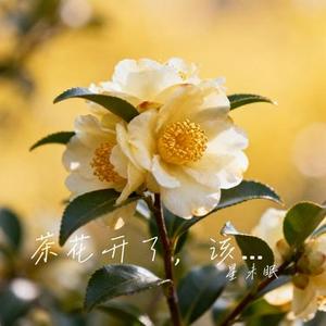 茶花开了，该回家了 (Cover 李晟 & VaVa娃娃)