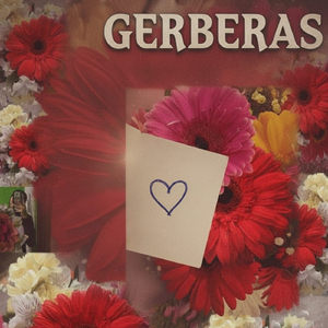 Gerberas