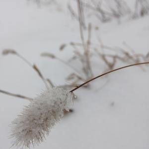 天也荒，地也荒