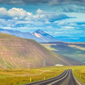 山茶花与白玫瑰
