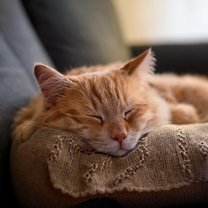 Tonos Juguetones Del Gatito