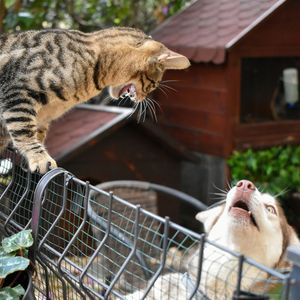 猫狗日记（Prod.Siren)