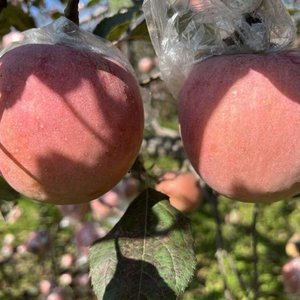 苹果香（英文版）