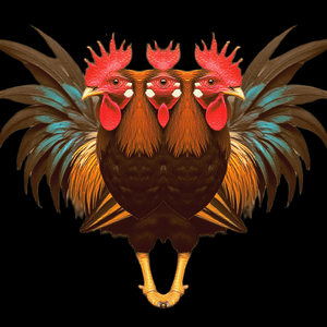 Κόκορας Στην Άσφαλτο