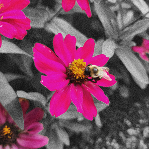 What Used to be Your Roses