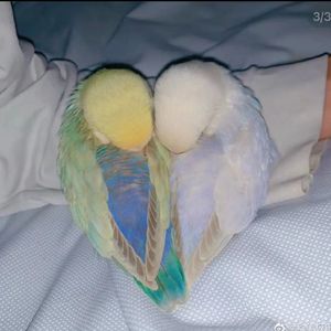 世界は恋に落ちている (我的世界已坠入爱河)