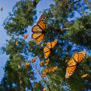 读心术（静心钢琴曲）