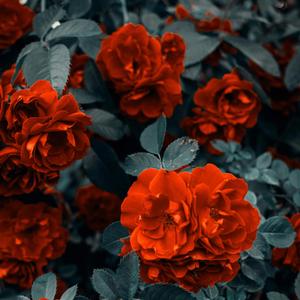 OSS (feat. Zane98beats & Aisha)